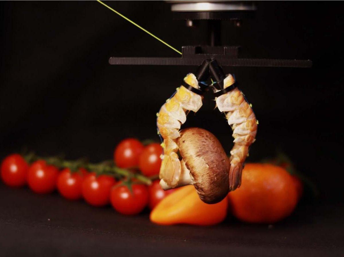 Des chercheurs créent une pince robotique avec des langoustines Des chercheurs créent une pince robotique avec des langoustines