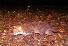 Espèce de Chat Sauvage Redécouverte en Thaïlande Espèce de Chat Sauvage Redécouverte en Thaïlande