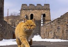 Introduction Des Chats En Chine Par Les Routes De La Soie Introduction Des Chats En Chine Par Les Routes De La Soie