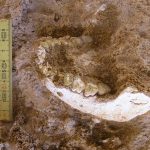 Découverte d’un Ancêtre Commun d’Homo Sapiens et Neandertal Découverte d'un Ancêtre Commun d'Homo Sapiens et Neandertal