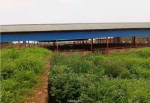 Kakanda: le Marché Kouvas non Fréquenté par des Vendeurs Kakanda: le Marché Kouvas non Fréquenté par des Vendeurs