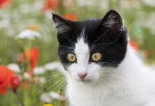 Selon L’Analyse de Leurs Poils, les Chats Seraient… Végans Selon L'Analyse de Leurs Poils, les Chats Seraient... Végans