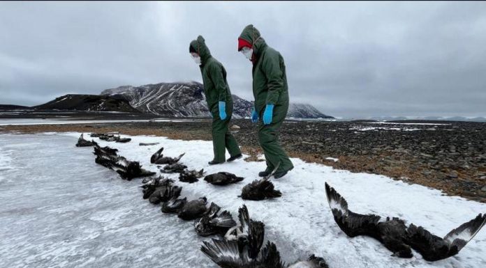 Grippe Aviaire En Antarctique Touche Oiseaux Marins Grippe Aviaire En Antarctique Touche Oiseaux Marins