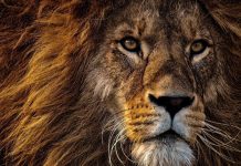 ADN De Lion Utilisé Pour Condamner Braconniers ADN De Lion Utilisé Pour Condamner Braconniers