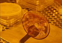 Capsule de l’humanité Gravée Sur La Lune Pour L’Éternité Capsule de l'humanité Gravée Sur La Lune Pour L'Éternité