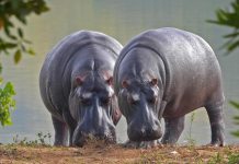 Hippopotames Tuent Fillette à Lueta, Kasaï-Central Hippopotames Tuent Fillette à Lueta, Kasaï-Central