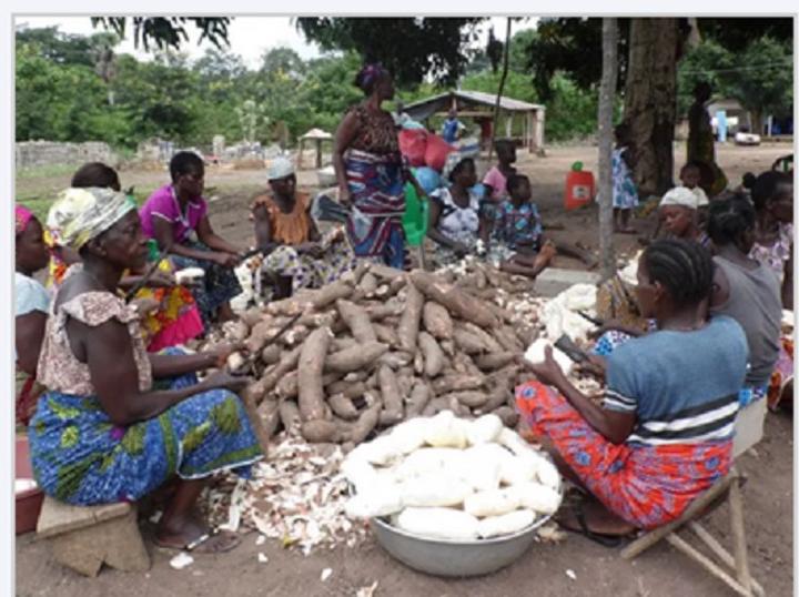 (MAGAZINE) Yakro Côte-d’Ivoire: Vente de peaux de manioc, un autre business des commerçantes d’attiéké (MAGAZINE) Yakro Côte-d’Ivoire: Vente de peaux de manioc, un autre business des commerçantes d’attiéké