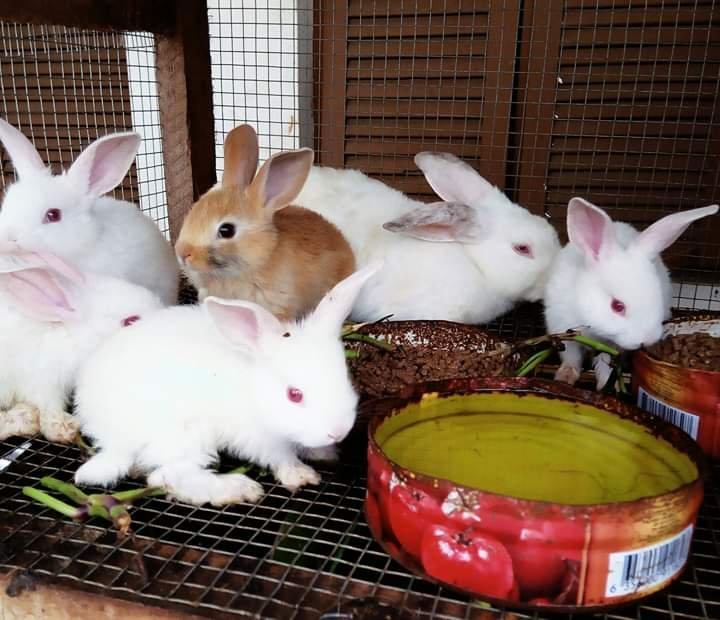 À Abidjan en Côte-d’Ivoire « il faut sauver la filière lapin » suite à la découverte d’une fièvre hémorragique À Abidjan en Côte-d’Ivoire « il faut sauver la filière lapin » suite à la découverte d’une fièvre hémorragique