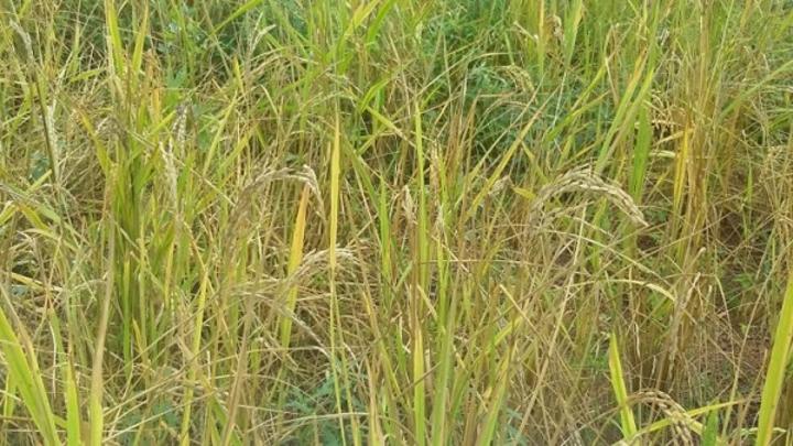 Côte d'Ivoire : Région du Poro, la production de riz menacée par la pyriculariose, le CNRA propose la culture des variétés pluviales strictes CRAM1, CRAM2, CRAM3 et CRAM4 Côte d'Ivoire : Région du Poro, la production de riz menacée par la pyriculariose, le CNRA propose la culture des variétés pluviales strictes CRAM1, CRAM2, CRAM3 et CRAM4