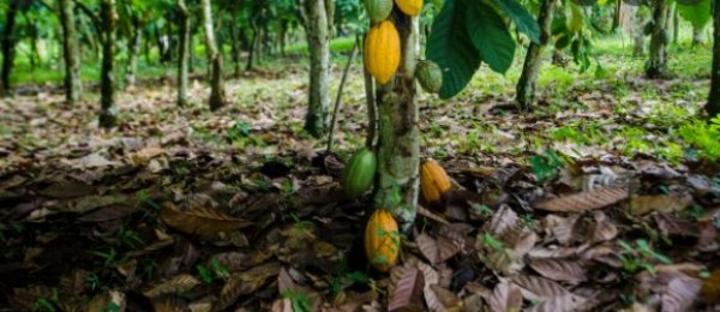 Côte d'Ivoire : Agroforesterie, la pratique de la cacaoculture durable une réalité dans les Bas-Sassandra Côte d'Ivoire : Agroforesterie, la pratique de la cacaoculture durable une réalité dans les Bas-Sassandra