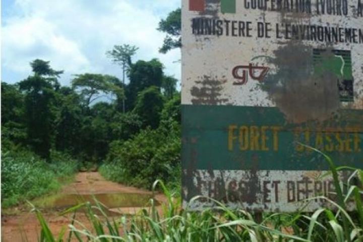 Côte d'Ivoire : Concession des forêts classées, le Ministère des Eaux et Forêts a-t-il violé le décret en mettant fin aux activités des entreprises ? Côte d'Ivoire : Concession des forêts classées, le Ministère des Eaux et Forêts a-t-il violé le décret en mettant fin aux activités des entreprises ?