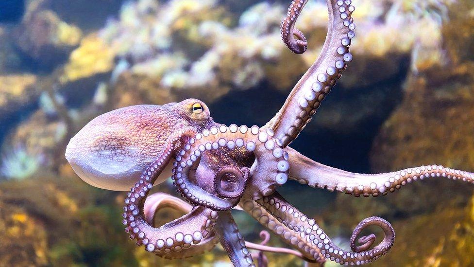 Aquaculture : faut-il réaliser la première ferme à poulpes du monde malgré l'indignation des scientifiques ? Aquaculture : faut-il réaliser la première ferme à poulpes du monde malgré l'indignation des scientifiques ?