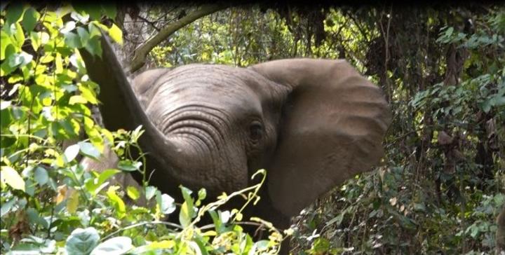 Forêt classée de la Davo (Guéyo) trois éléphants découverts, les populations invitées à ne pas les agresser Forêt classée de la Davo (Guéyo) trois éléphants découverts, les populations invitées à ne pas les agresser