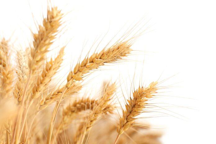 Guerre Russie-Ukraine : la souveraineté alimentaire de l’Afrique passe par des “solutions endogènes” Guerre Russie-Ukraine : la souveraineté alimentaire de l’Afrique passe par des “solutions endogènes”
