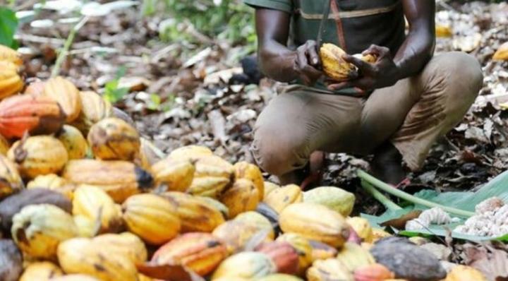 Développement du cacao à l'horizon 2030, une chaîne de valeur durable, rémunératrice pour les producteurs, respectueuse de l'environnement et des droits humains envisagée Développement du cacao à l'horizon 2030, une chaîne de valeur durable, rémunératrice pour les producteurs, respectueuse de l'environnement et des droits humains envisagée