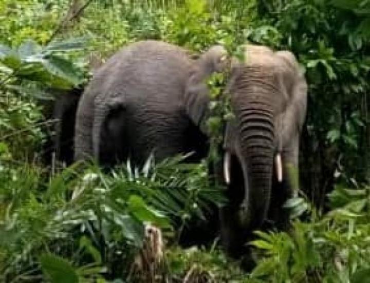 Un troupeau d'éléphants aperçu dans une localité de Sassandra, voici les mesures prises pour éviter un conflit homme-faune Un troupeau d'éléphants aperçu dans une localité de Sassandra, voici les mesures prises pour éviter un conflit homme-faune