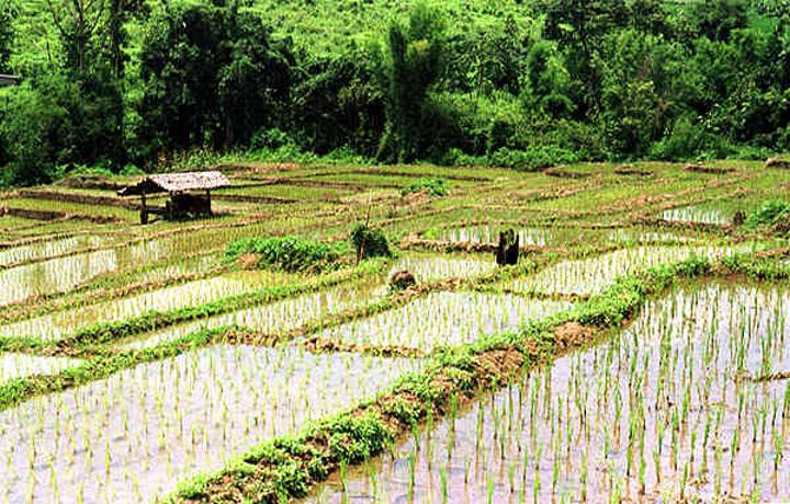 Un projet rizicole à l’arrêt depuis des mois à M’Bahiakro Un projet rizicole à l’arrêt depuis des mois à M’Bahiakro