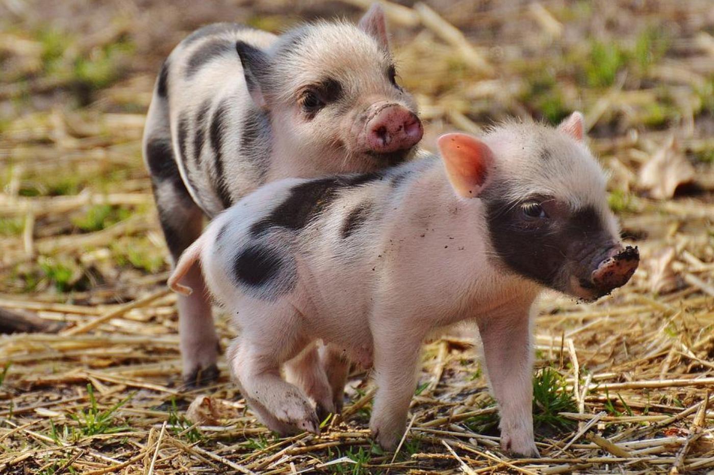 Des chercheurs ont ramené les cellules de cochons morts à la vie