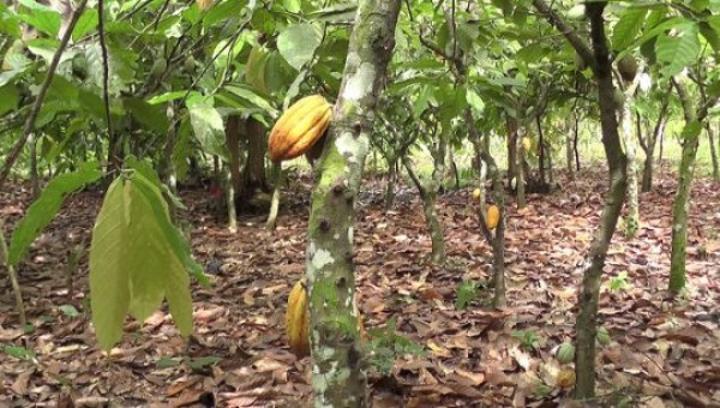 Les eurodéputés adoptent un texte qui interdit de territoire européen des produits issus de la déforestation en provenance du pays Les eurodéputés adoptent un texte qui interdit de territoire européen des produits issus de la déforestation en provenance du pays