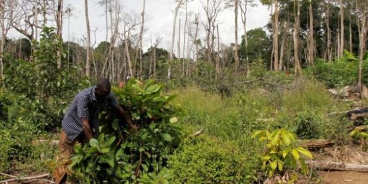 Côte d'Ivoire/UE : Un accord de partenariat volontaire sur l'application des règlementations forestières, la gouvernance et les échanges commerciaux forestiers valable 10 ans signé Côte d'Ivoire/UE : Un accord de partenariat volontaire sur l'application des règlementations forestières, la gouvernance et les échanges commerciaux forestiers valable 10 ans signé