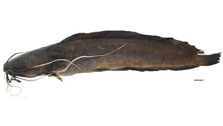 Une nouvelle espèce de poisson-chat découverte dans le fleuve Congo