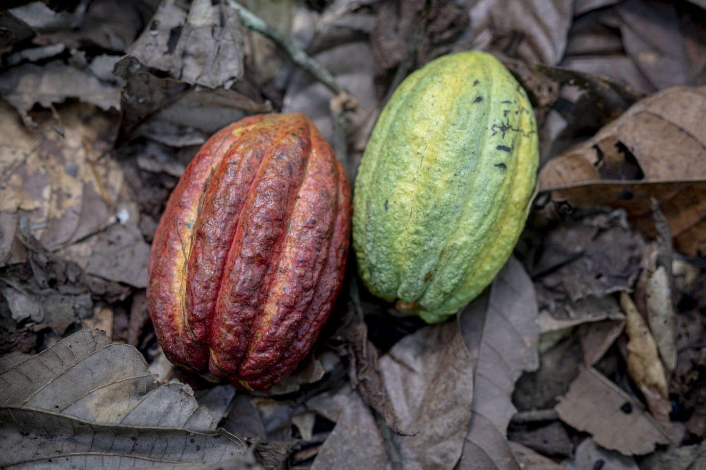Cacao d’Afrique et déforestation : il va falloir mieux payer les producteurs pour avoir du chocolat certifié Cacao d’Afrique et déforestation : il va falloir mieux payer les producteurs pour avoir du chocolat certifié