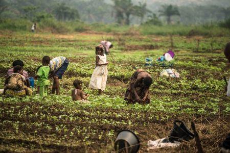 Sécurité alimentaire : 220 millions $ d’investissements de la Banque mondiale pour la résilience des pays pauvres Sécurité alimentaire : 220 millions $ d’investissements de la Banque mondiale pour la résilience des pays pauvres