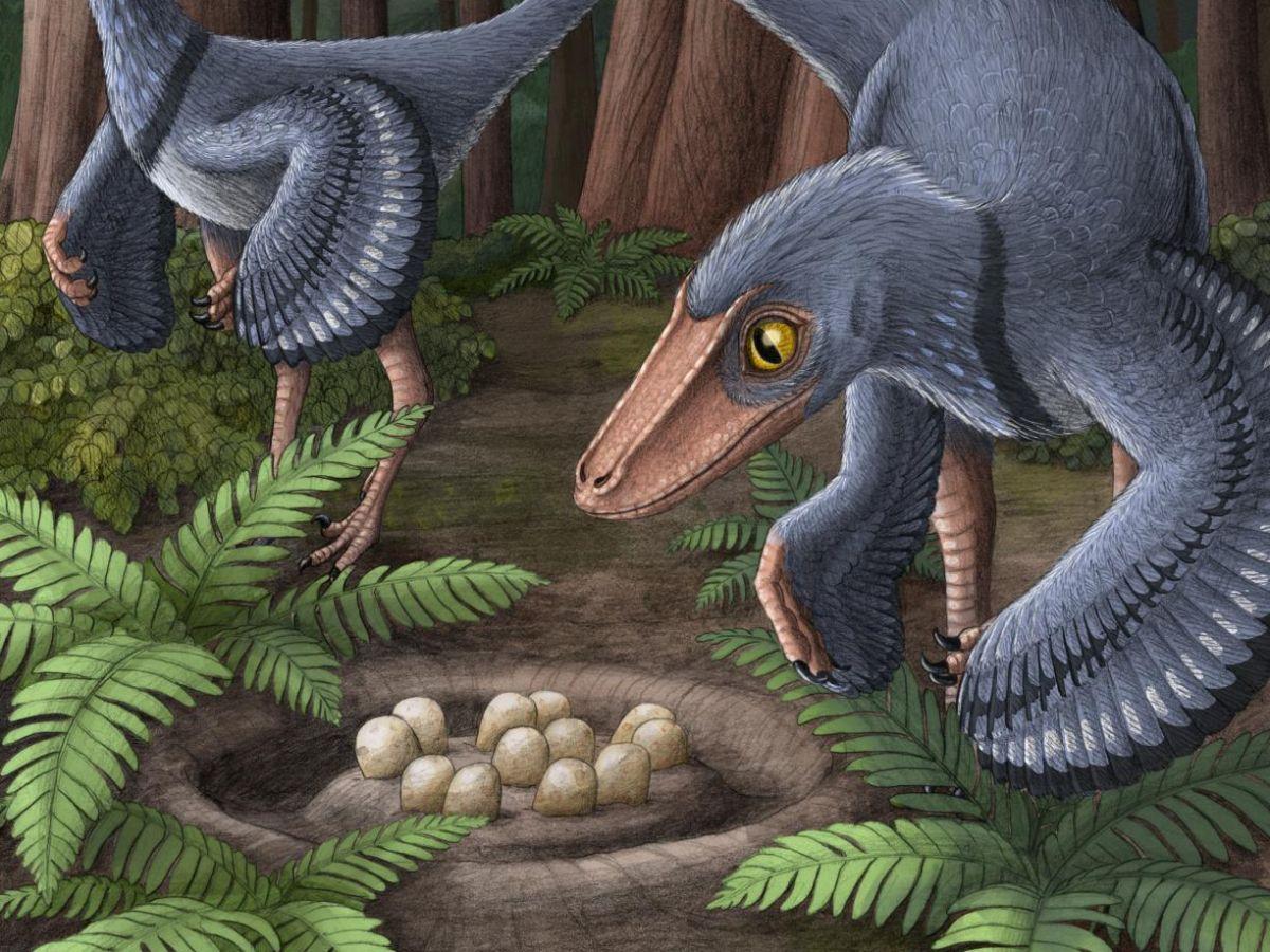 Des dinosaures-oiseaux qui pondaient leurs œufs dans des nids communs Des dinosaures-oiseaux qui pondaient leurs œufs dans des nids communs