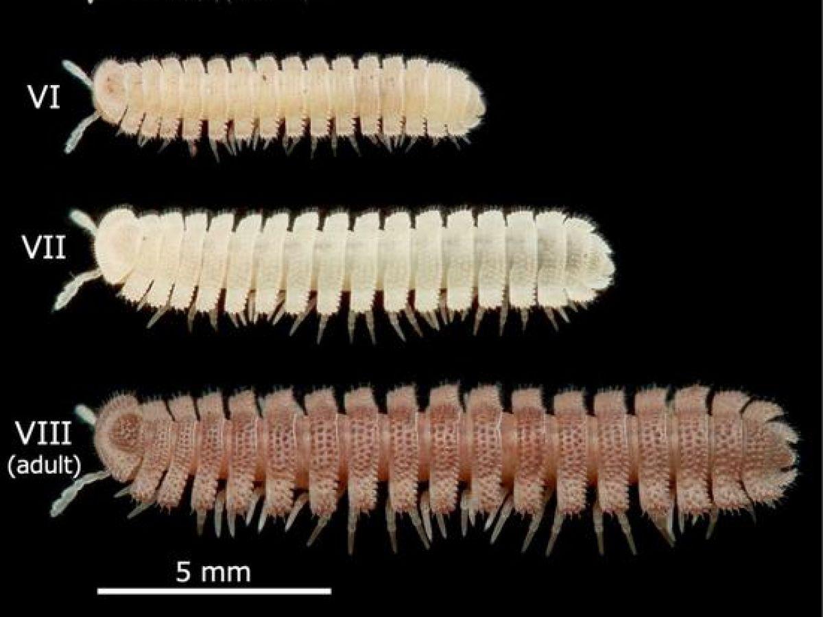 Comment se forment les pattes des millepattes ? Côte d