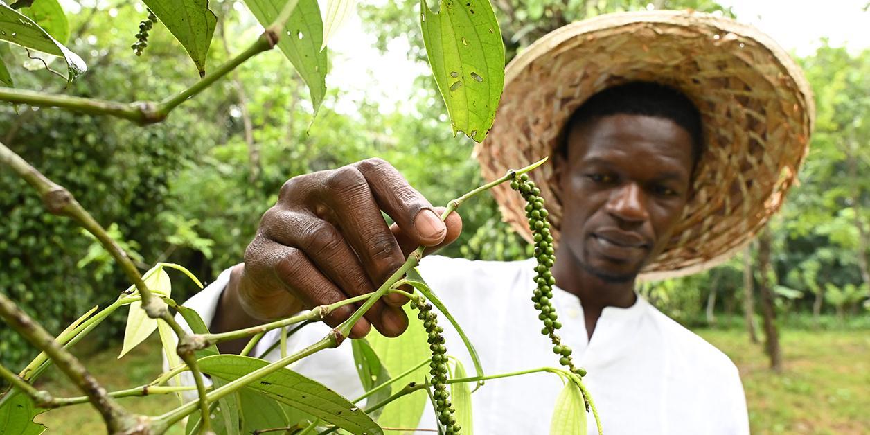 En Côte d’Ivoire, le poivre bio de Tiassalé en plein essor En Côte d’Ivoire, le poivre bio de Tiassalé en plein essor