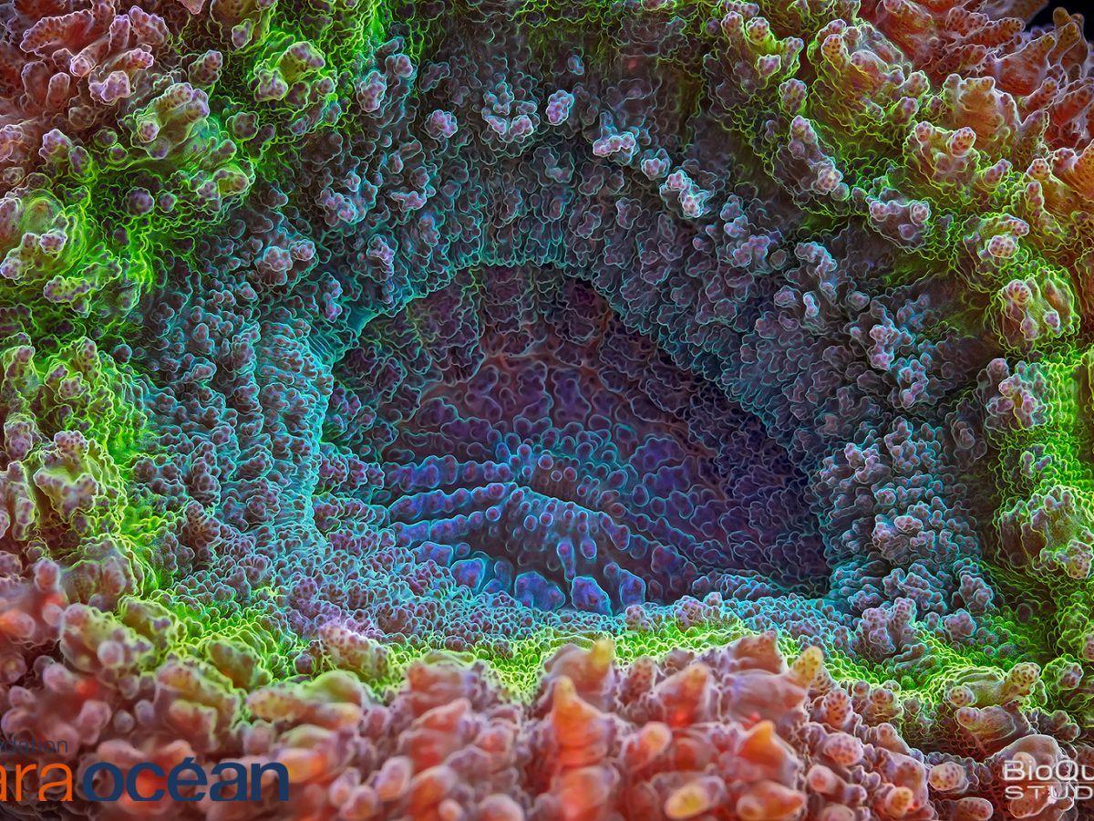 L'extraordinaire diversité du microbiome des récifs coralliens du Pacifique révélée par la mission Tara L'extraordinaire diversité du microbiome des récifs coralliens du Pacifique révélée par la mission Tara