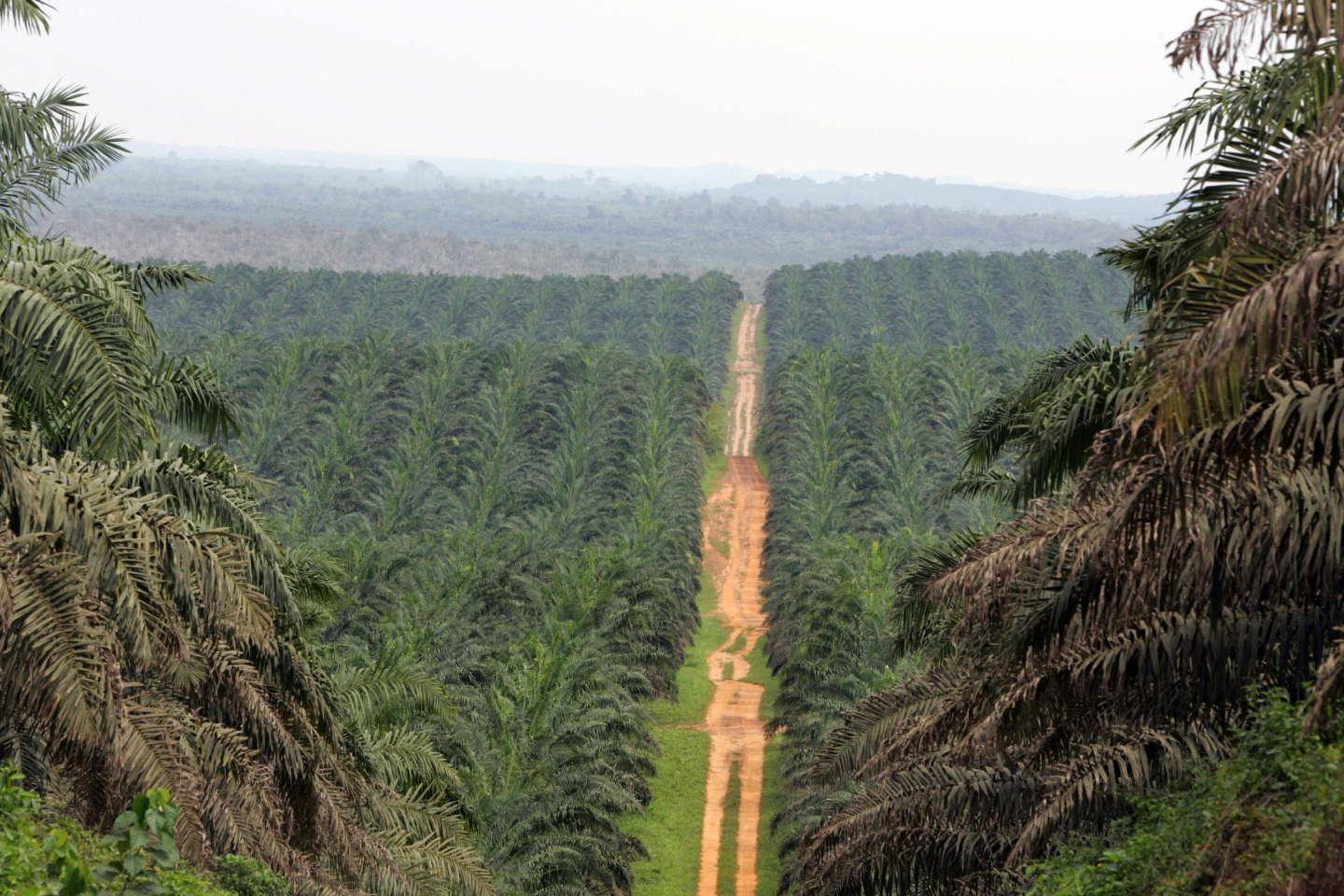Le palmier à huile, future source d’électricité en Côte d’Ivoire Le palmier à huile, future source d’électricité en Côte d’Ivoire