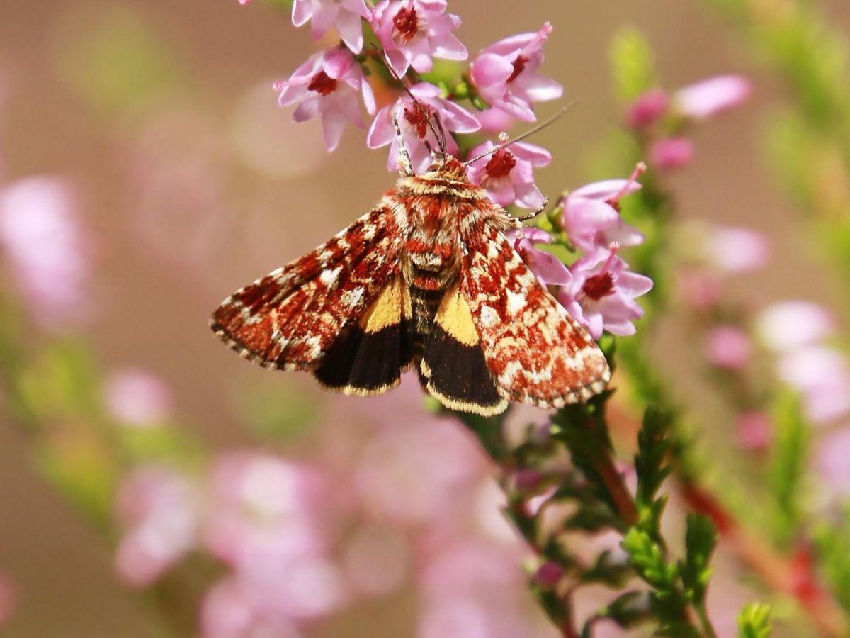 Les papillons de nuit, des pollinisateurs plus efficaces que les abeilles ? Côte d