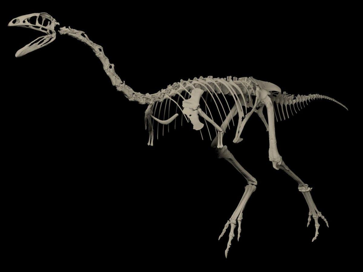 Dinosaures : la première preuve formelle d’une différence entre mâles et femelles Dinosaures : la première preuve formelle d’une différence entre mâles et femelles