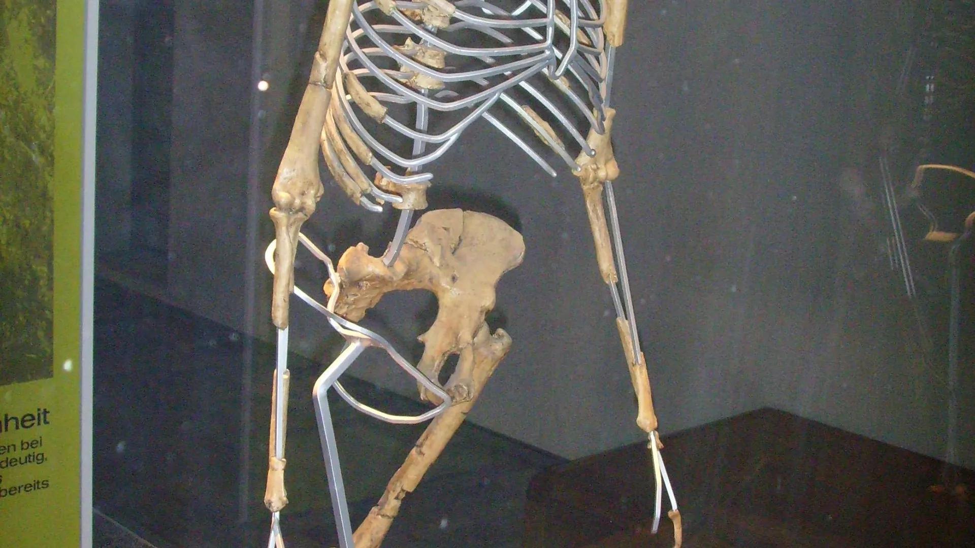 Scientist Reconstructs Soft Tissue of Extinct Human Ancestor From Millions of Years Ago Scientist Reconstructs Soft Tissue of Extinct Human Ancestor From Millions of Years Ago