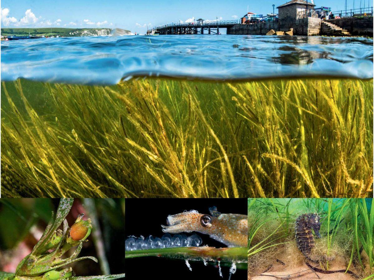 Sous la mer, des prairies veillent sur la planète Sous la mer, des prairies veillent sur la planète