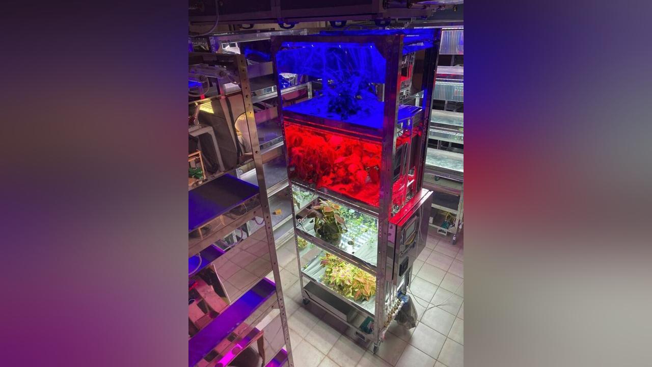 Une université russe crée une plante qui pourrait prospérer en Afrique Une université russe crée une plante qui pourrait prospérer en Afrique