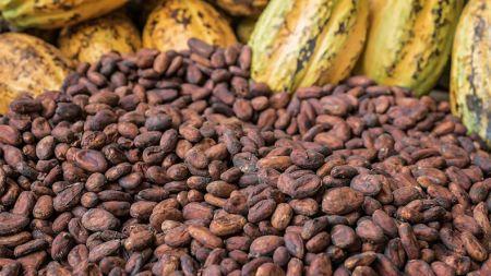hausse de 11 % du prix minimum garanti au producteur de cacao en 2023/2024