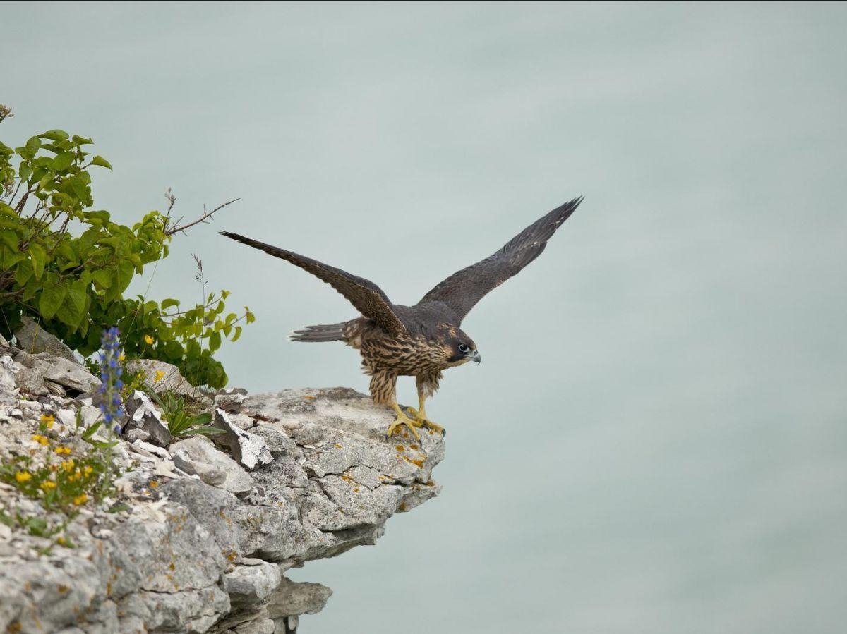 La fascinante stratégie de chasse des faucons pèlerins La fascinante stratégie de chasse des faucons pèlerins