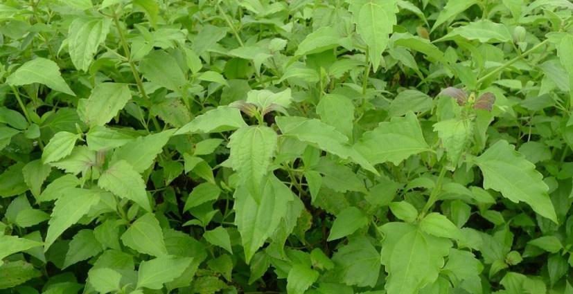 Recherche: l’herbe du Laos pour améliorer la productivité céréalière Recherche: l’herbe du Laos pour améliorer la productivité céréalière