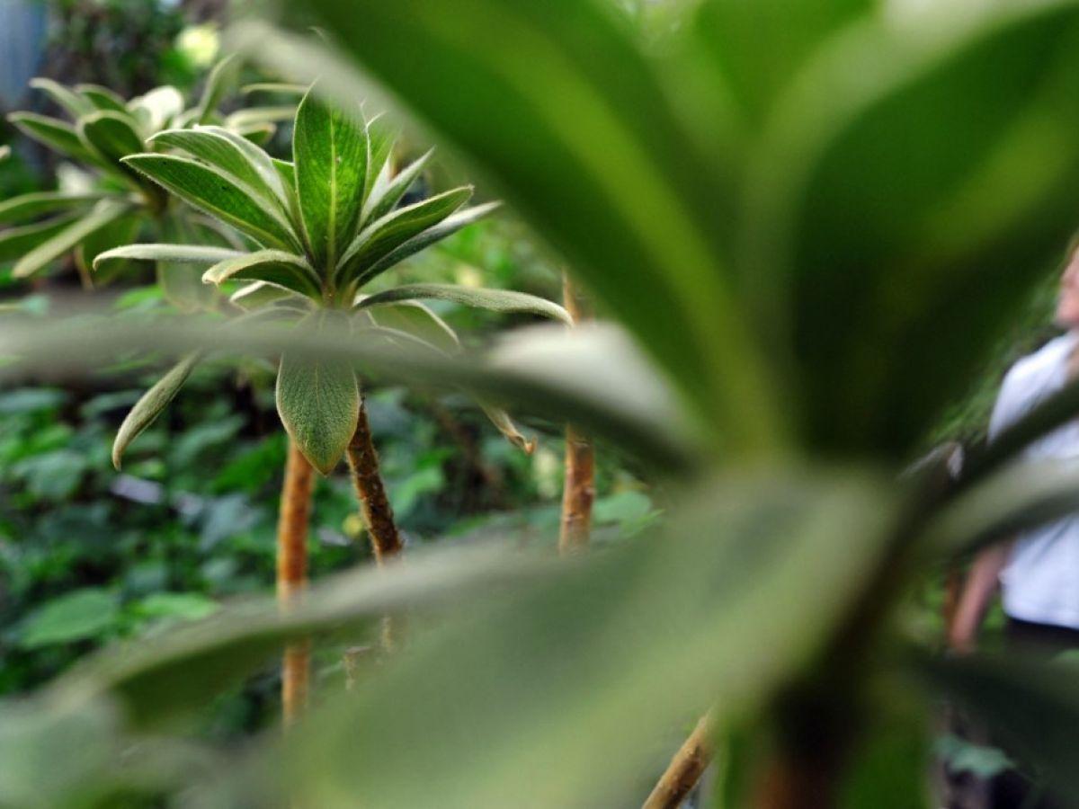 La miraculée de l’île Maurice : retour sur le difficile sauvetage d'une plante endémique La miraculée de l’île Maurice : retour sur le difficile sauvetage d'une plante endémique