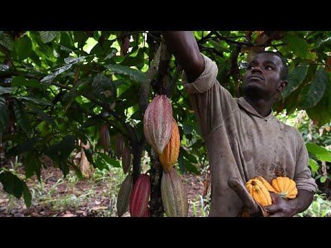 l'industrie du cacao dévastée par les pluies torrentielles