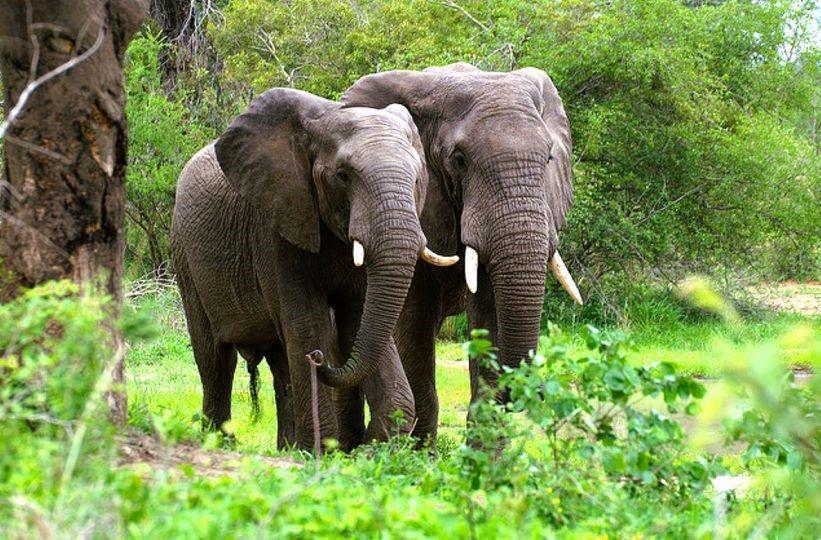 Le gouvernement renforce la protection des éléphants menacés d’extinction Le gouvernement renforce la protection des éléphants menacés d’extinction