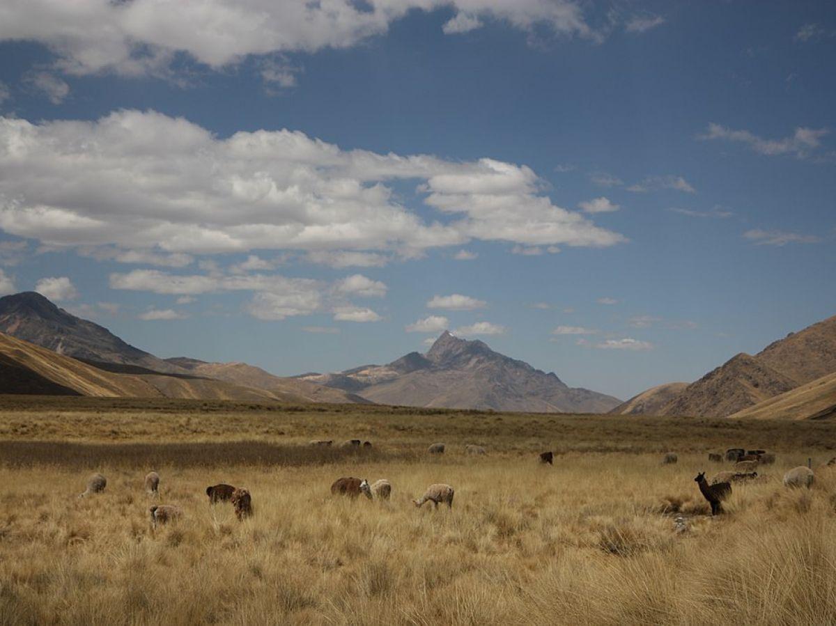 Les anciens chasseurs-cueilleurs des Andes se nourrissaient ...