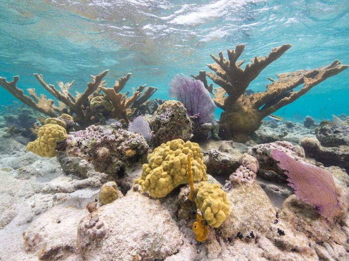 Une maladie corallienne met en danger l'équilibre des récifs des Caraïbes Une maladie corallienne met en danger l'équilibre des récifs des Caraïbes