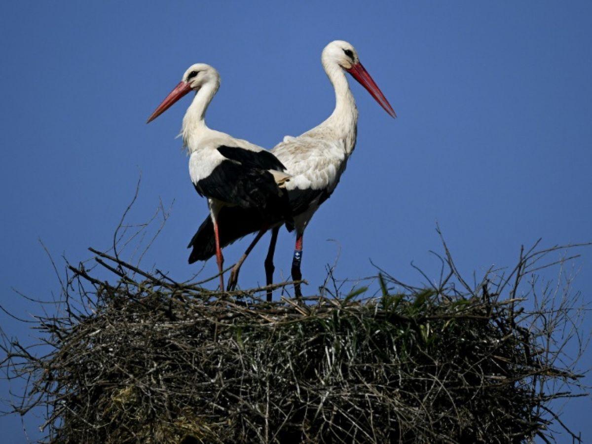 Au Portugal, les cigognes renoncent à migrer vers l'Afrique Au Portugal, les cigognes renoncent à migrer vers l'Afrique