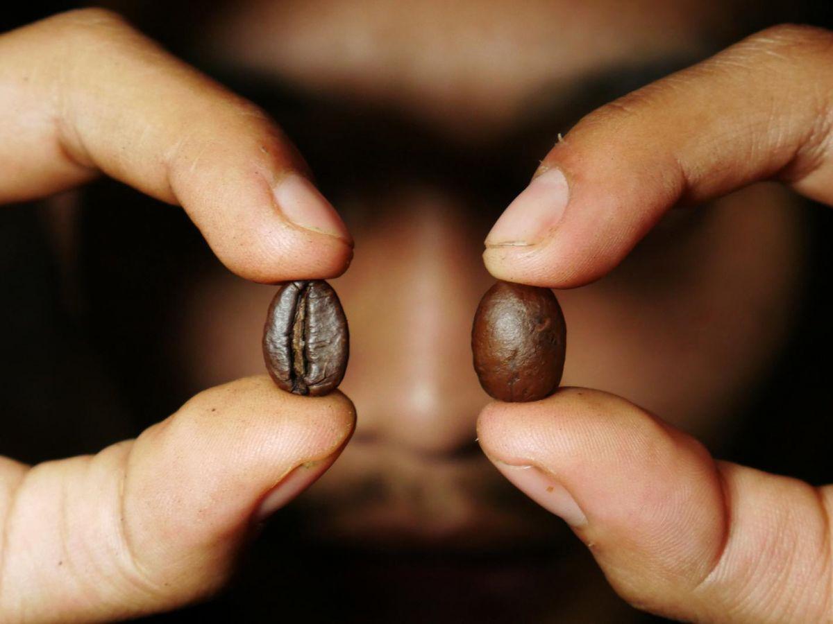 C'est le café le plus consommé dans le monde : l'histoire génétique de l'Arabica a été reconstituée C'est le café le plus consommé dans le monde : l'histoire génétique de l'Arabica a été reconstituée