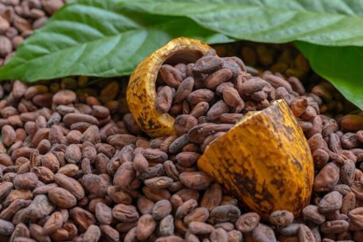 Affaire des libanais du secteur café-cacao suspendus, l'organe de régulation précise : « Ils s'adonnaient à des pratiques qui violent les dispositions de la filière » Affaire des libanais du secteur café-cacao suspendus, l'organe de régulation précise : « Ils s'adonnaient à des pratiques qui violent les dispositions de la filière »