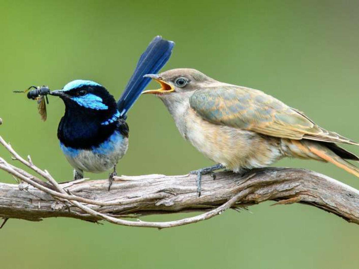 Comment la rivalité entre animaux peut conduire à la création d'espèces ...