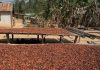 le régulateur est décidé à exclure les intermédiaires du commerce de cacao le régulateur est décidé à exclure les intermédiaires du commerce de cacao